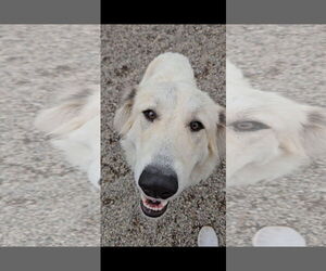 Great Pyrenees Dogs for adoption in Hamilton, MT, USA