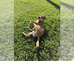 Small #2 Labrador Retriever-Red Heeler Mix