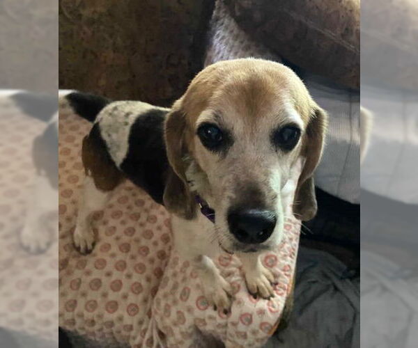 Medium Photo #8 Beagle Puppy For Sale in Dunnellon, FL, USA