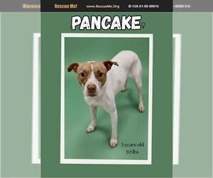 Mutt Dogs for adoption in Benton, PA, USA