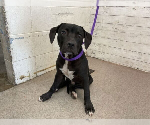 Medium Photo #1 American Pit Bull Terrier-Unknown Mix Puppy For Sale in San Bernardino, CA, USA