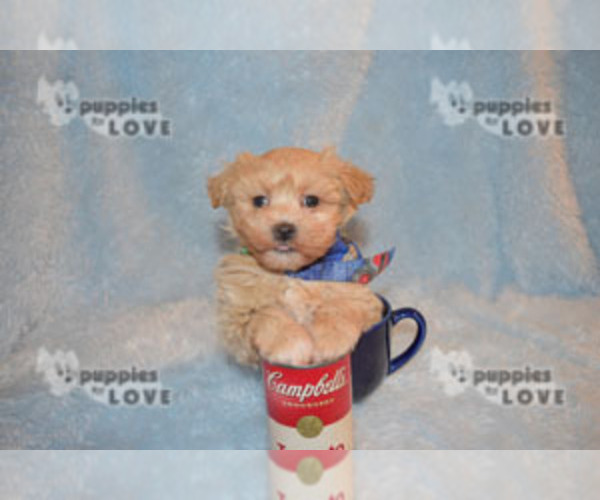 Medium Photo #6 Maltipoo-Poodle (Toy) Mix Puppy For Sale in SANGER, TX, USA