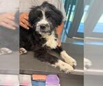 Small Havanese Mix