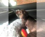 Small #1 Dachshund