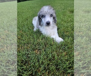 Poodle (Standard) Puppy for sale in INDIAN LAND, SC, USA