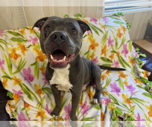 American Pit Bull Terrier Dogs for adoption in Charlotte, NC, USA