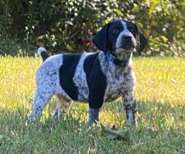 Medium Photo #1 German Shorthaired Pointer Puppy For Sale in DOUGLASVILLE, GA, USA