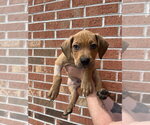 Small #2 Mutt