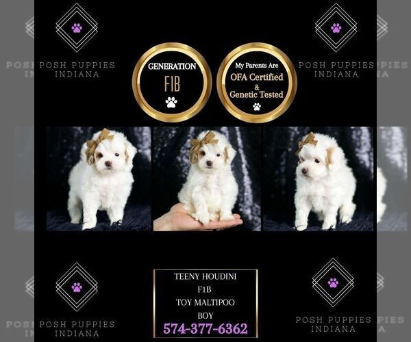Medium Photo #135 Maltipoo (Miniature) Puppy For Sale in WARSAW, IN, USA