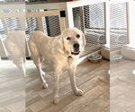 Small #2 Great Pyrenees