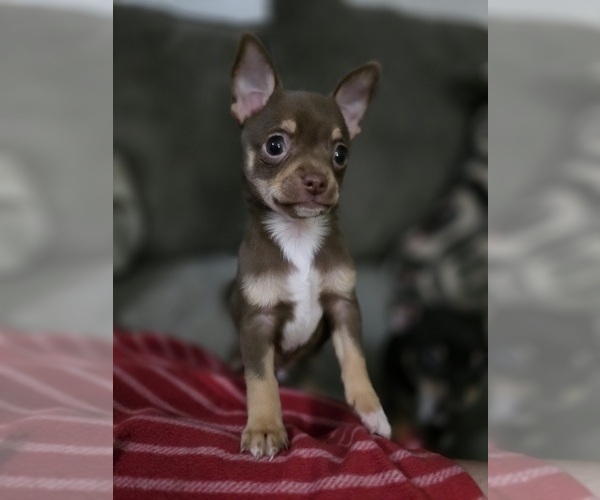 Medium Photo #4 Chihuahua Puppy For Sale in ALABASTER, AL, USA