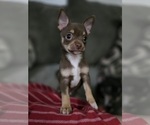 Small #3 Chihuahua