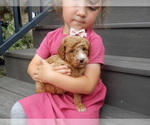 Puppy 5 Goldendoodle (Miniature)