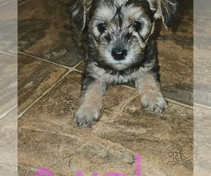 Snorkie Puppy for sale in GREENSBURG, KY, USA