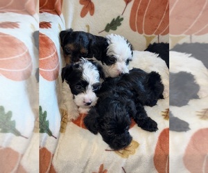 YorkiePoo Litter for sale in PASSAIC, NJ, USA