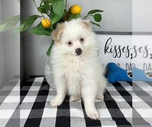 Pomeranian Puppy for sale in FRANKLIN, IN, USA