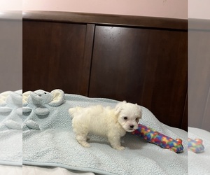 Poodle (Toy)-Yorkshire Terrier Mix Puppy for sale in BENSON, NC, USA