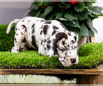 Small #4 Great Dane