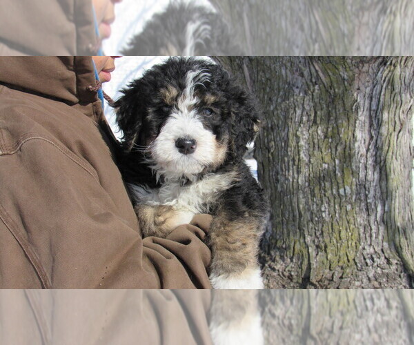 Medium Photo #7 Bernedoodle Puppy For Sale in BIG ROCK, IL, USA