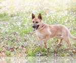 Small #1 German Shepherd Dog Mix