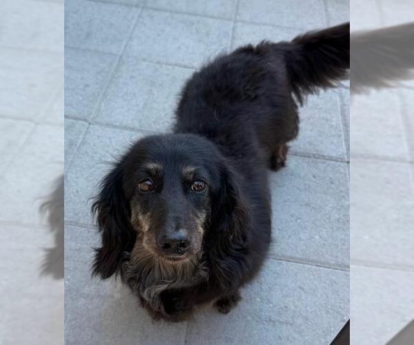 Medium Photo #2 Dachshund Puppy For Sale in Los Angeles, CA, USA