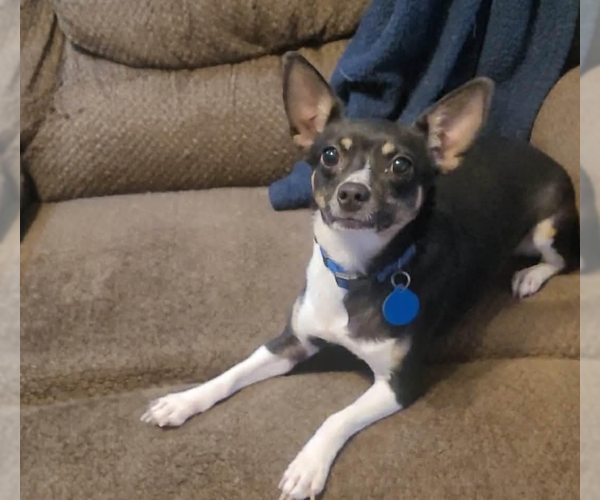Medium Photo #1 Chihuahua-Unknown Mix Puppy For Sale in Cranston, RI, USA