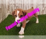 Puppy 2 Beagle-English Bulldog Mix