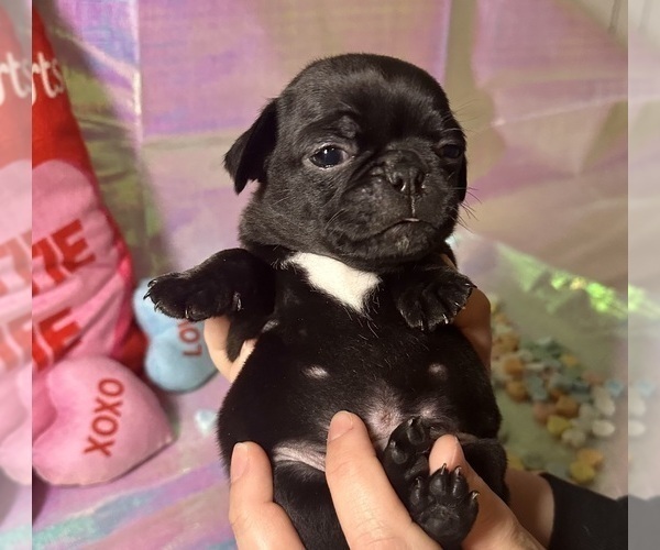 Medium Photo #18 Pug Puppy For Sale in MOUNT WASHINGTON, KY, USA