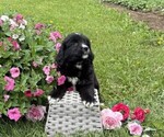 Small #3 Bernese Mountain Dog