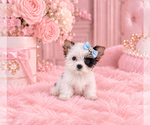 cute puppy - Female Biewer Terrier Puppy for Sale - Photo #5