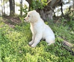 Small Photo #2 Golden Retriever Puppy For Sale in DOTHAN, AL, USA