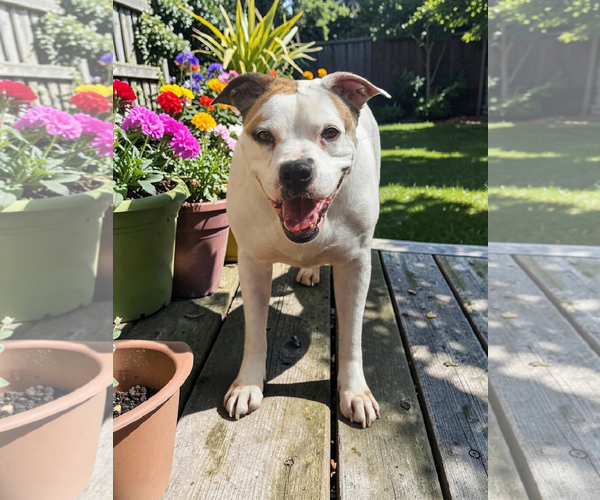 Medium Photo #32 Bullboxer Pit Puppy For Sale in McKinney, TX, USA