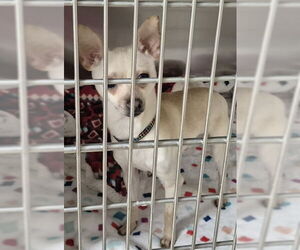 Chihuahua Dogs for adoption in Decatur, IL, USA