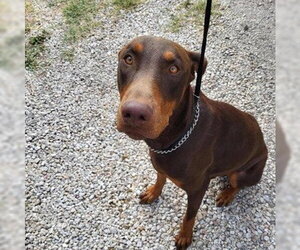 Doberman Pinscher-Unknown Mix Dogs for adoption in San Antonio, TX, USA