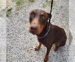 Small Doberman Pinscher Mix