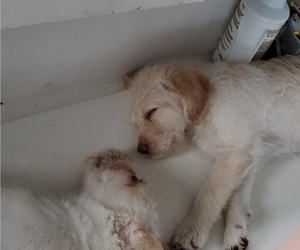 Labradoodle Puppy for sale in HUMANSVILLE, MO, USA