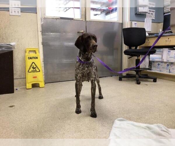 Medium Photo #1 German Shorthaired Pointer Puppy For Sale in Riverside, CA, USA