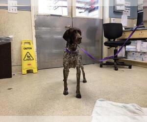 German Shorthaired Pointer Dogs for adoption in Riverside, CA, USA