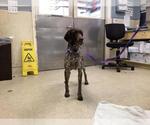 Small German Shorthaired Pointer