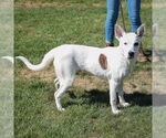 Small #2 Australian Shepherd-German Shepherd Dog Mix