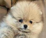 Small Photo #9 Pomeranian Puppy For Sale in WEST CHICAGO, IL, USA