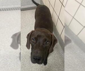 Labrador Retriever-Unknown Mix Dogs for adoption in Pasadena, TX, USA