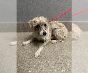 Mutt Dogs for adoption in Las Vegas, NV, USA