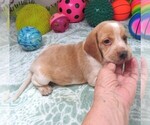 Small #4 Beagle