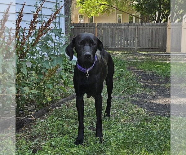 Medium Photo #5 Labrador Retriever-Unknown Mix Puppy For Sale in Fargo, ND, USA
