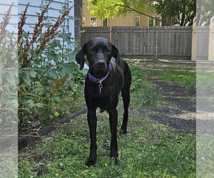 Jumanji - Female Labrador Retriever-Unknown Mix Dog for Adoption - Photo #5