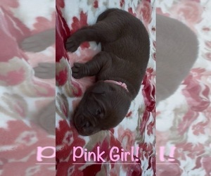 Medium Labrador Retriever