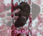 Puppy 8 Labrador Retriever