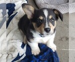 Small Photo #3 Pembroke Welsh Corgi Puppy For Sale in BRIGGSDALE, CO, USA