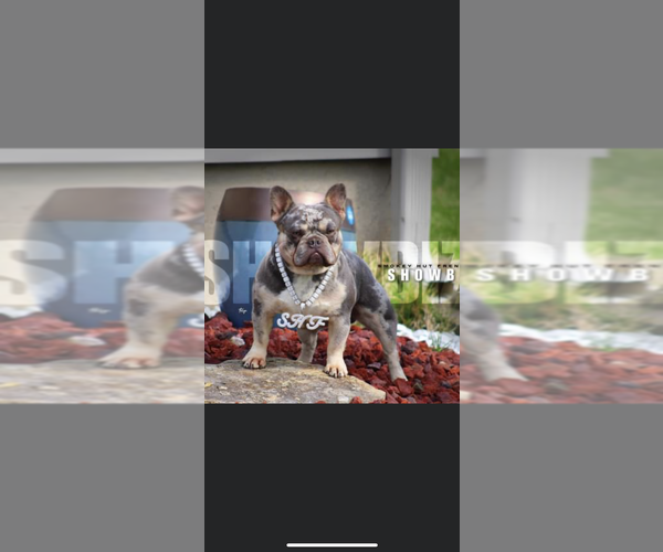 Medium Photo #1 French Bulldog Puppy For Sale in CINCINNATI, OH, USA
